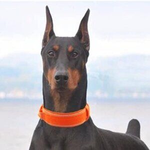 Tactical Dog Collar, New with Tag, Heavy Duty!